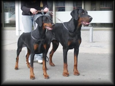 Amee and Archie 18 moths