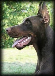 Axelus