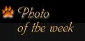 photo of the week